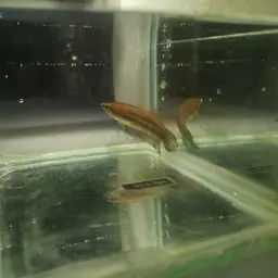 Slender Betta, photo 11