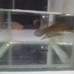 Slender Betta, photo 12