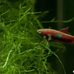 Brown's Betta