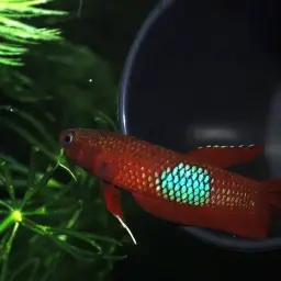 Brown's Betta, photo 3