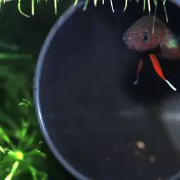 Brown's Betta, photo 4