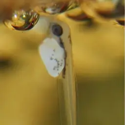 Brown's Betta, photo 6