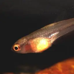 Brown's Betta, photo 7