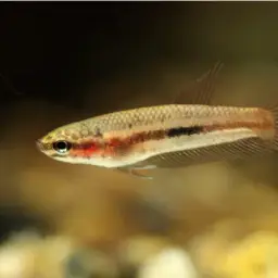 Brown's Betta, photo 8