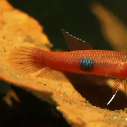 Brown's Betta, photo 9