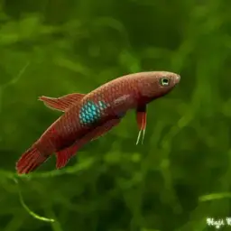 Brown's Betta, photo 11