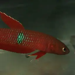 Brown's Betta, photo 12