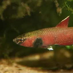 Snakehead Betta