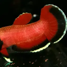 Snakehead Betta, photo 2
