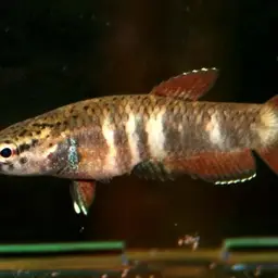 Snakehead Betta, photo 3