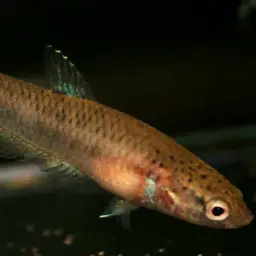 Snakehead Betta, photo 4