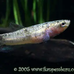 Snakehead Betta, photo 5