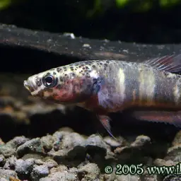 Snakehead Betta, photo 6