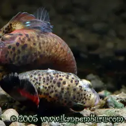 Snakehead Betta, photo 7