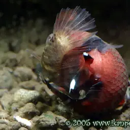Snakehead Betta, photo 8