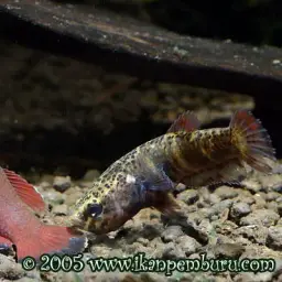 Snakehead Betta, photo 9
