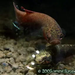 Snakehead Betta, photo 10