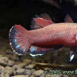 Snakehead Betta, photo 11