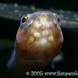 Snakehead Betta, photo 12
