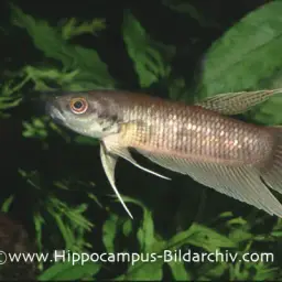 Greenthroat Betta, photo 2