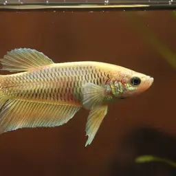 Greenthroat Betta