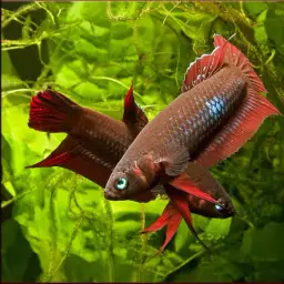 Wine Red Betta, photo 1