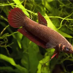 Wine Red Betta, photo 2