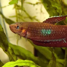 Wine Red Betta, photo 3