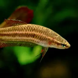 Wine Red Betta, photo 4