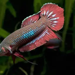 Wine Red Betta, photo 5
