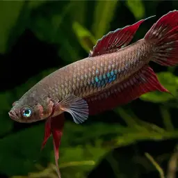 Wine Red Betta, photo 6