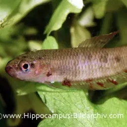 Wine Red Betta, photo 7