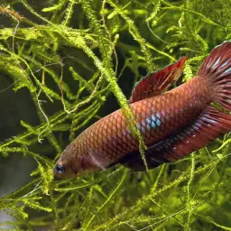 Wine Red Betta, photo 8