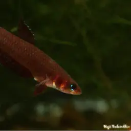 Wine Red Betta, photo 9