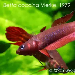 Wine Red Betta, photo 10