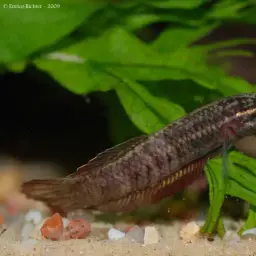 Wine Red Betta, photo 11