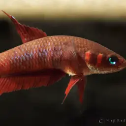 Wine Red Betta, photo 12