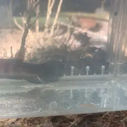 Clownface Betta, photo 3