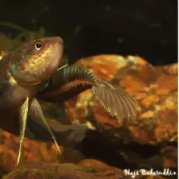 Dwarf Mouthbrooder, photo 2