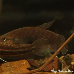 Dwarf Mouthbrooder, photo 3