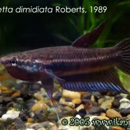 Dwarf Mouthbrooder, photo 5
