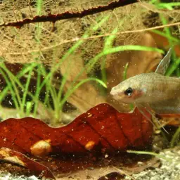 Dwarf Mouthbrooder, photo 6