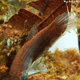Dwarf Mouthbrooder, photo 7