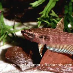 Dwarf Mouthbrooder, photo 8