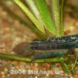 Dwarf Mouthbrooder, photo 9