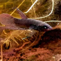 Dwarf Mouthbrooder, photo 10