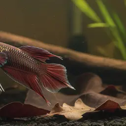 Dwarf Mouthbrooder, photo 11