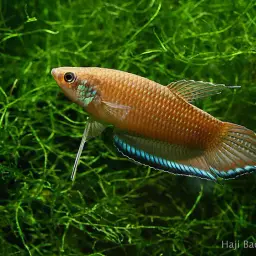 Longfin Betta