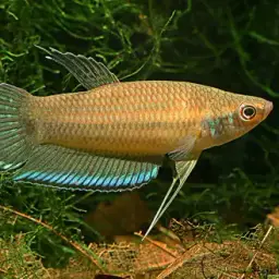 Longfin Betta, photo 2