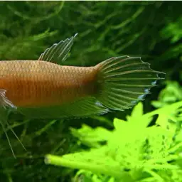 Longfin Betta, photo 3
